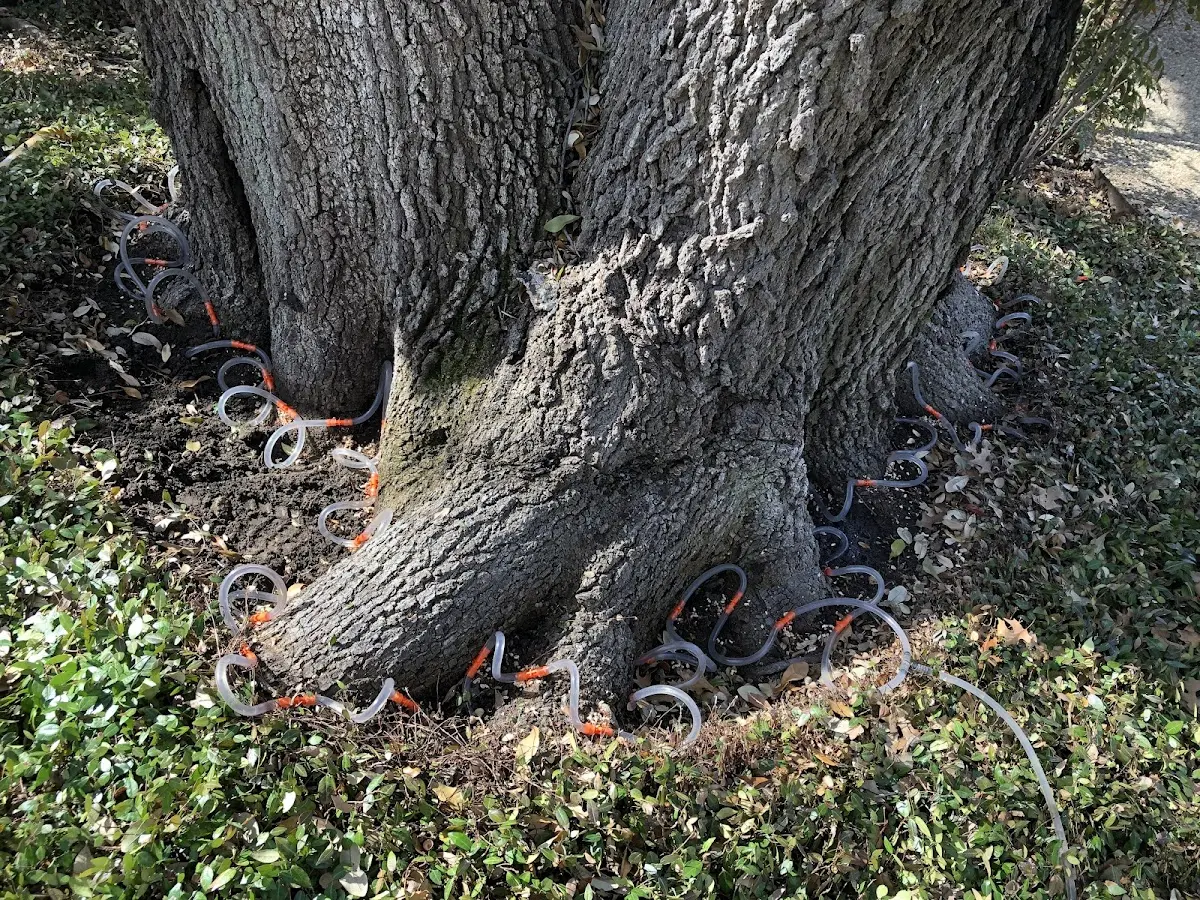 Detailed Tree Cabling and Bracing job site in Ridgeville