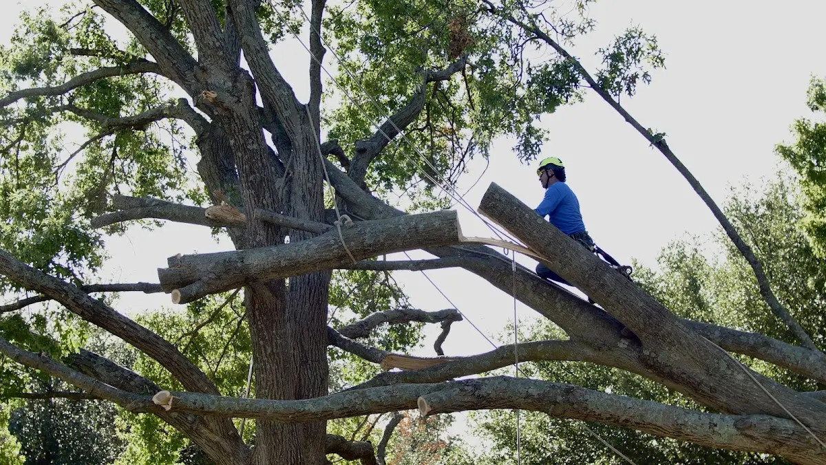 Professional Crown Thinning performed by certified arborists in Ridgeville